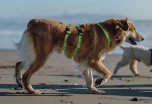 Arnés Anti Escape Clásico Más Perros