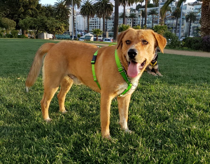 Arnés H Clásico para perros Más Perros