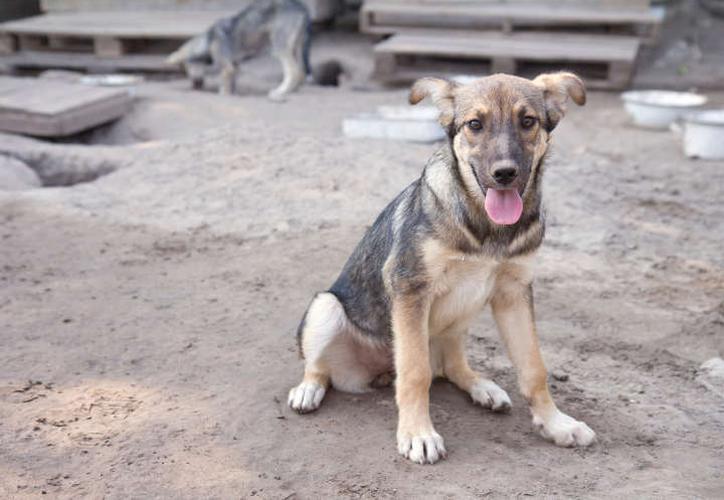 Consejos sobre paseo seguro con perros