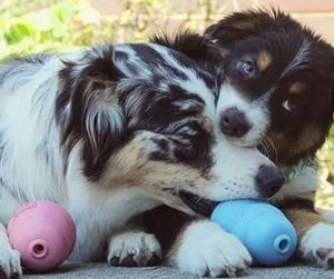 KONG Cachorro disponible en colores celeste y rosado para perros