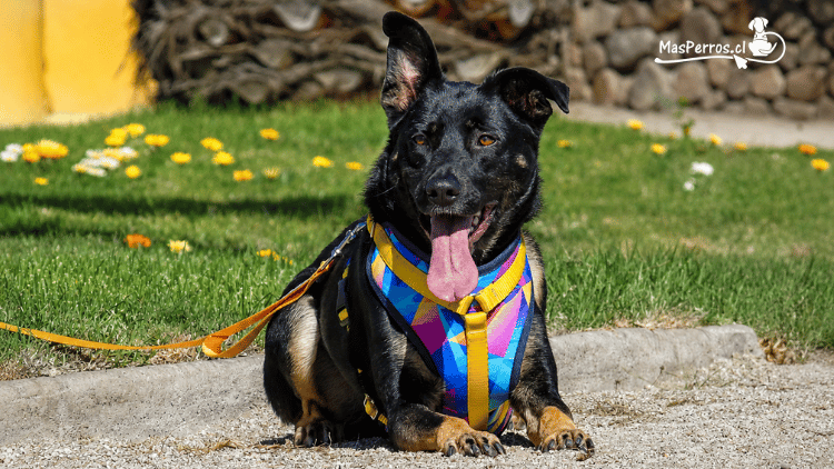 Arnés Ultra para perros grandes Más Perros