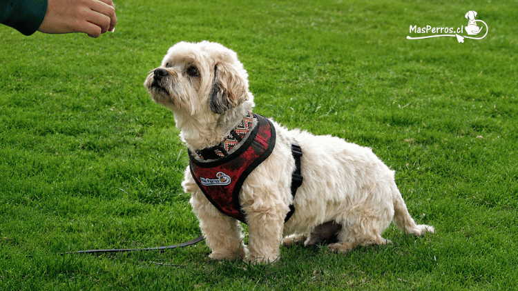 Arnés Soft Mesh para perros pequeños Más Perros