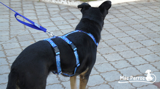 Arnés Anti Escape Colección para perros con sistema de tres puntos