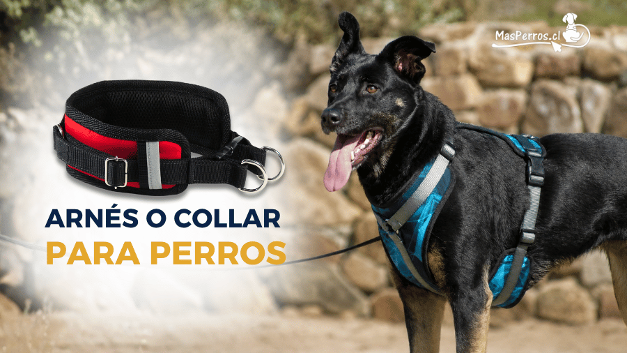 Arnés o collar para perros